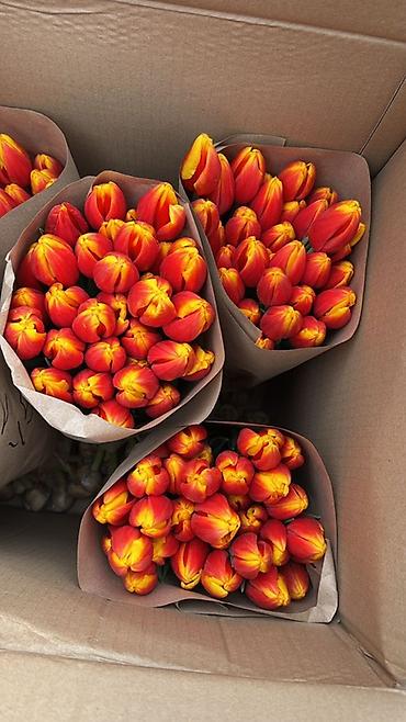 Букеты из живых цветов: Тюльпаны упаковки в крафт-бумаге - Разнообразие окрасов — 10