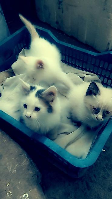 бенгальские кошки цена бишкек: Домашние пушистые котята. по 100 сом. в добрые и заботливые руки — 2
