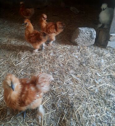 simmental ineklerin satisi: Pon ponlar satilir Qiymet 5 ine aiddi ve sondu qiymet sohbeti