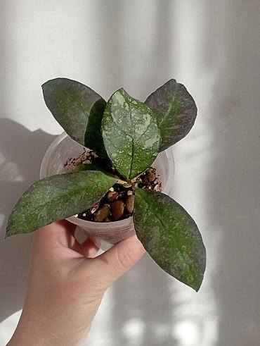 Хойи: Хойи в продаже! Номер по фото, названия и цены указаны: #1 — 13