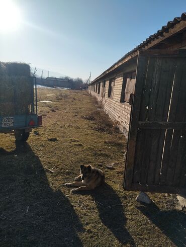 Сельхоз предприятия: Продаётся кошара 1500м2 с отдельным жилым домом 100м2 (внутри баня ) — 10