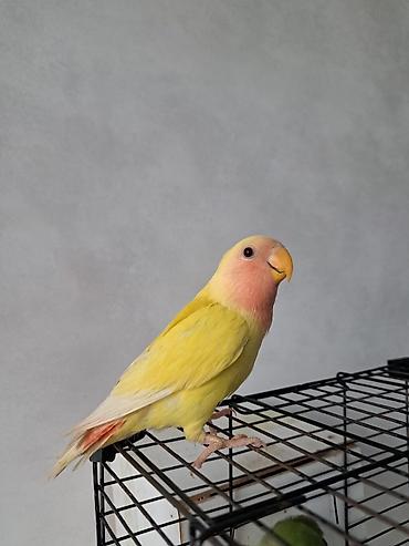 Tutuquşları: 3 aylıq bala dişi quş satılır. Ələ uyğunlaşan, mehriban quşdur.🦜 — 7