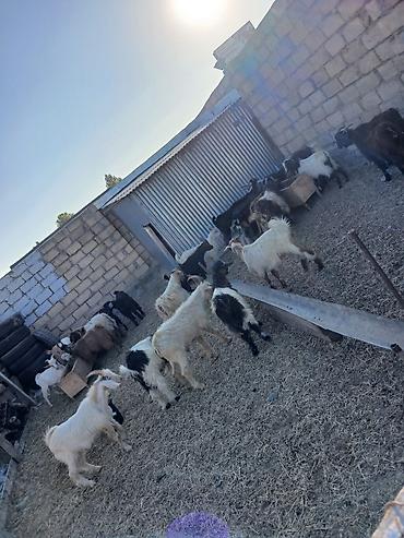 Məhsul: Qoyun-keçi təsərrüfatından balalı və yeminli yemlənmə lalafo.az -da Məhsul: Qoyun-keçi təsərrüfatından balalı və yeminli yemlənmə