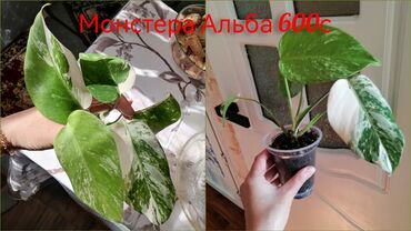 Эпипремнумы и сциндапсусы: Комнатные лианы и ароиды — укоренённые черенки в стаканчиках. В — 8