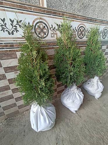 фазан купить мясо: Туя западная «Смарагд» (Thuja occidentalis ‘Smaragd’) — декоративные — 3