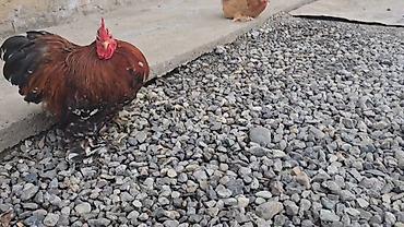 Птицы: Парселян кохинхин карлик 1+1 сатылат — 7