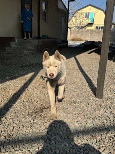 хаски собака: Хаски, 9 месяцев, Самка