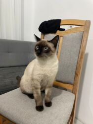 отдам даром вислоухого котенка: Тай, 8 айлык, Эркек, Курттардан тазаланган, Эмделген