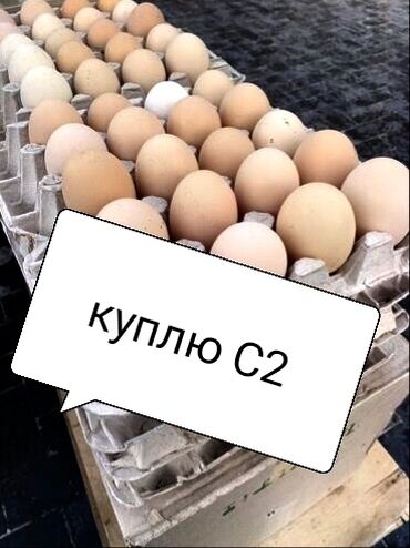 индюшиное яйцо: Срочно куплю 200 коробок, яйцо с2 по 38!!!