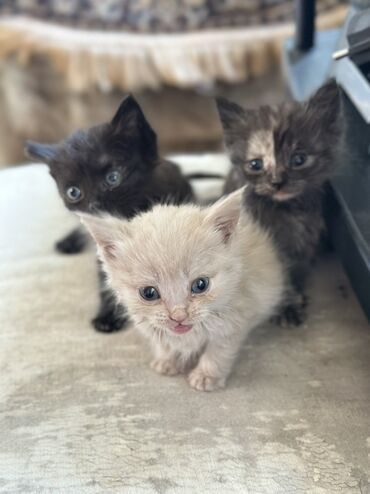 бархатные котята: Беспородная, 1 месяц, Девочка, Приучена к лотку, Проглистована