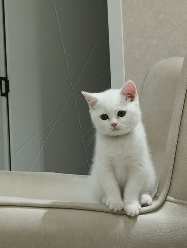 pisiye verilen adlar: Şotland, Erkək, Yaxşı əllərə, Ünvandan götürmə