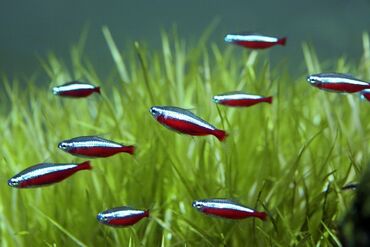аквариум без рыб: Qırmızı neon