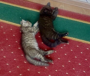 шотландская прямоухая кошка цена: Британская короткошёрстная, 2 месяца, Мальчик, Черный