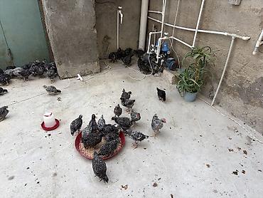 cuce sex: Toyuq cücələri, Damazlıq, Ünvandan götürmə, Ödənişli çatdırılma, Rayonlara çatdırılma — 4