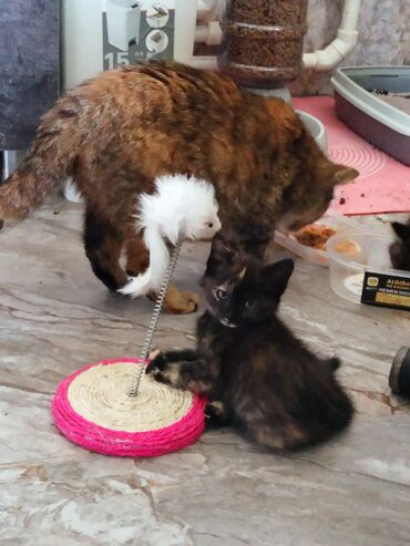 вислоухий сиамский кот: Отдам котят в хорошие заботливые руки . кушают сухой корм клотку