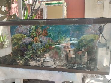 Akvarium aksessuar və ləvazimatları: Tam hazir işlek akvarium bundan ucuz ola bilmez .Sadece ehtiyac