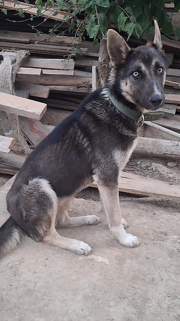 barter itlə: Itlə bağlı elan - Növ: orta/iri ölçülü it - R Şəkillərdə görünən it — 2