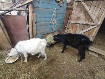 продажа домашних животных: Сатам | Эчки (ургаачы) | Көбөйтүү үчүн