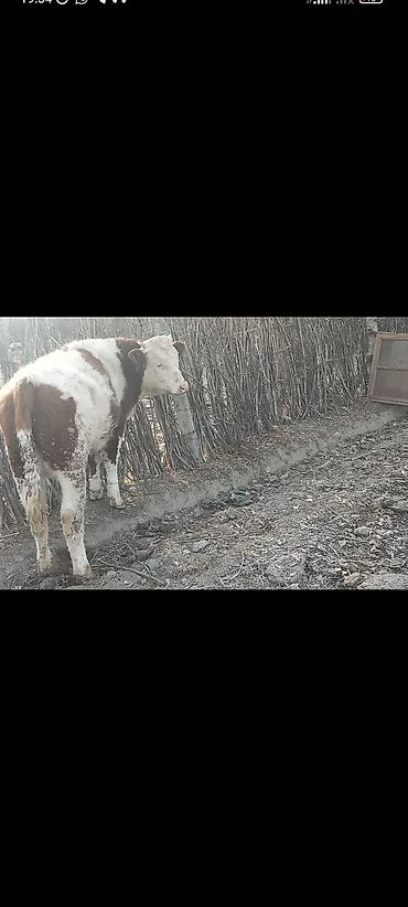 Коровы, быки: Продаю | Бык (самец) | Монбельярд | На откорм | Привязанные — 1