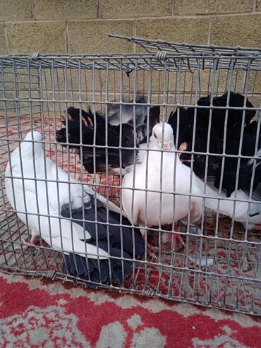 Птицы: Продаю, Чернохвостых Павлинов,проглистованы и.т.д.(пол) голубей не — 14