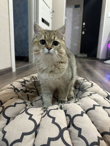 котенка в добрые руки: Şinşilla, Dişi, Ünvandan götürmə, Pulsuz çatdırılma