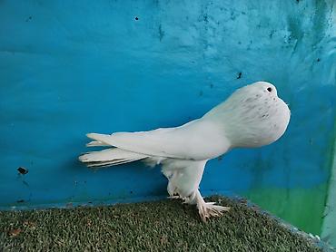 Göyərçinlər: Satilir pomeran Dutular 2 Cut Var cutu 120 Manatdi Bir cut Ag Qara Var — 22