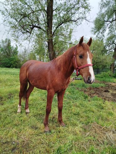 лошади в кыргызстане: Продаю | Конь (самец) | Дончак | Конный спорт