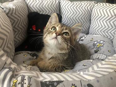 вязка коты: Отдам котенка в добрые руки — 4