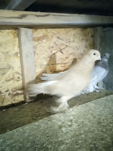 Птицы: Продаю голубей,все молодые прошлогодние.Птицу гоняю.Цены — 10