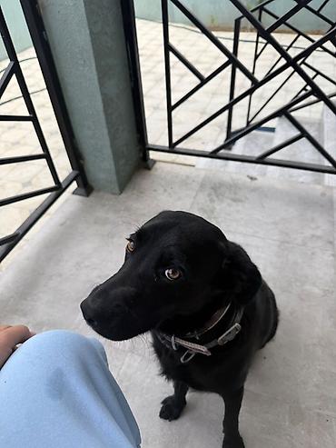 İtlər: Labrador-retriver, 9 ay, Erkək, Ünvandan götürmə — 3