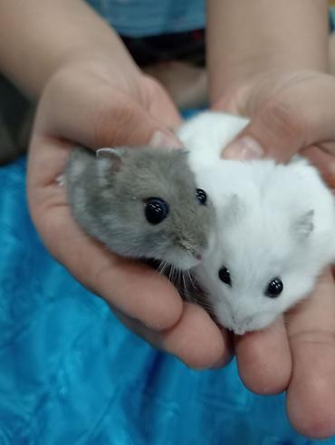 Cırtdan hamsterlər və tam dəst qəfəs Məhsul təsviri: - Növ: cırtdan at lalafo.az — 3 Cırtdan hamsterlər və tam dəst qəfəs Məhsul təsviri: - Növ: cırtdan — 3