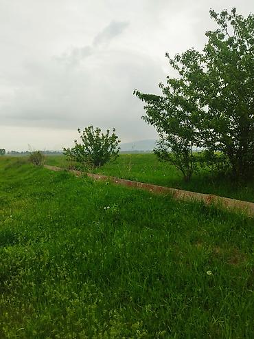 село арчалы: 106 соток, Для сельского хозяйства, Договор купли-продажи — 5