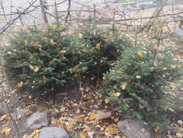 нагреватель для аквариума: Другие виды семян и саженцев