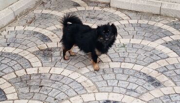 объявление продам собаку: Pekines, 1 il, Dişi, Peyvəndli, Ünvandan götürmə