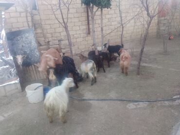 Keçilər, çəpişlər: Satılır – xırda təsərrüfat üçün keçilər qrupu - Növ: yerli qarışıq — 9