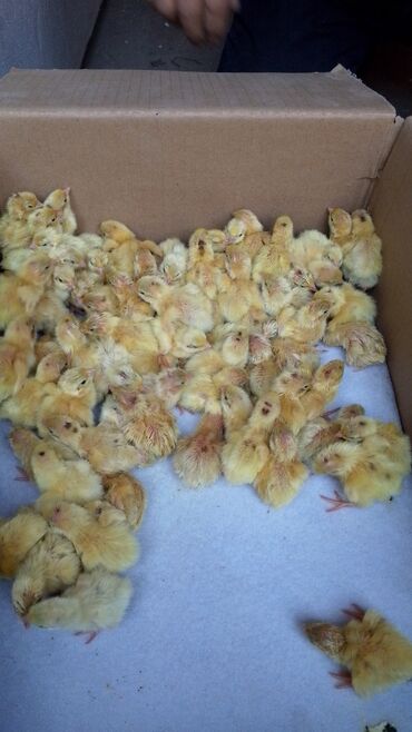 Куры, петухи: Продаю | Инкубационные яйца | Для разведения — 2