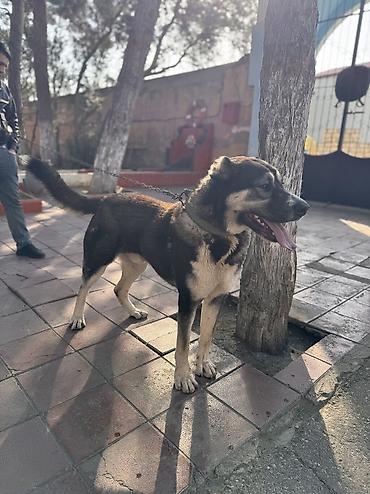 İtlər: Qurdbasar, 11 ay, Erkek, Peyvəndli, Ünvandan götürmə — 9