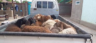 Продам с/х животных: Продаю | Овца (самка) | Для разведения | Ярка — 4