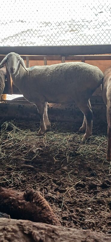 австралийская овчарка купить: Сатам | Ургаачы кой (ургаачы) | Көбөйтүү үчүн | Ургаачы
