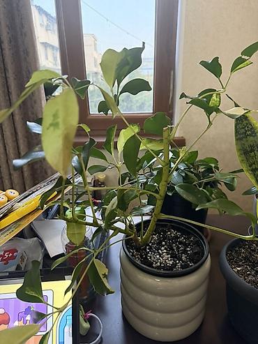 bitki: Variegatlı Schefflera (Umbrella Plant) – otaq bitkisi - Nadir — 2