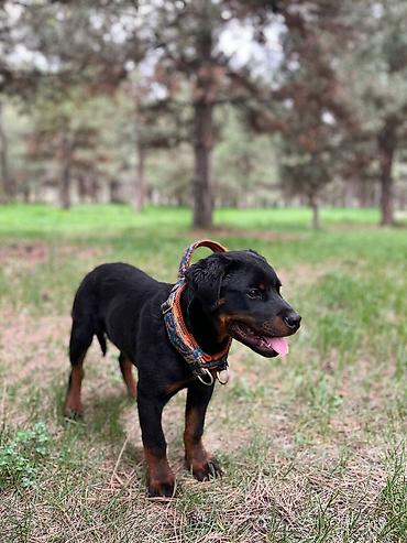 Продажа собак: ДРЕССИРОВКА СОБАК | гарантия результата Хотите послушного, спокойного — 9