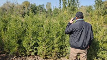 Декоративные деревья: Саженцы деревьев: Туи — 17