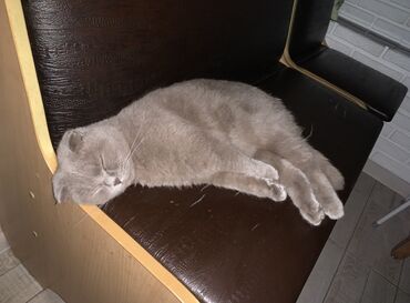 сиамский вислоухий кот цена: Шотландский вислоухий кот. 🐈 Кастрированный