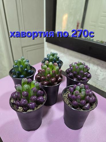 Декабристы: Зигокактус (рождественник, шлюмбергера) штамбовой формы в горшке. - — 20