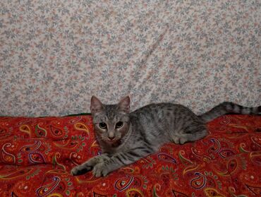 домик для кошек: 10 айлык, Ургаачы, Боз, Аргын, Лотокко барууга үйрөтүлгөн, Курттардан тазаланган