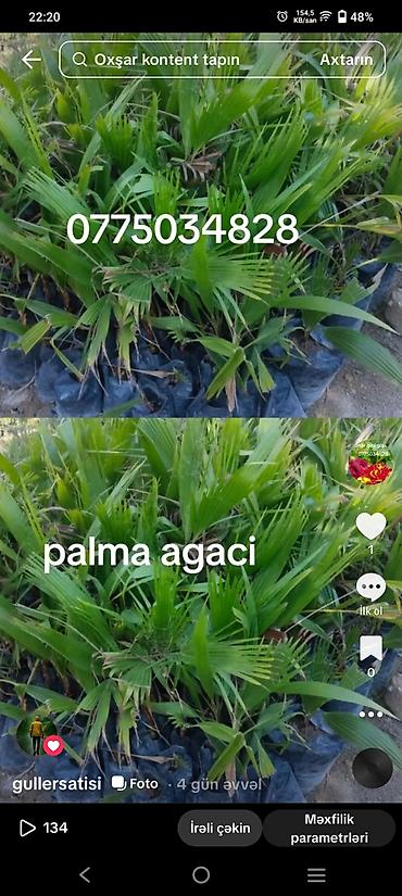 sam agaci qiymətləri: Bağ və landşaft üçün dekorativ bitkilər - Palma ağacı fidanları — 3