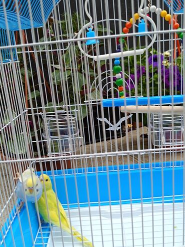 Tutuquşları: Papuqaylar 13₼
Qəfəslər 12₼ — 2