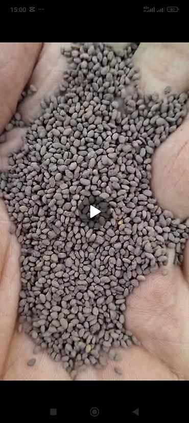 Кормовые растения: Семена кормовых растений: Люцерна, Самовывоз, Бесплатная доставка, Платная доставка — 6