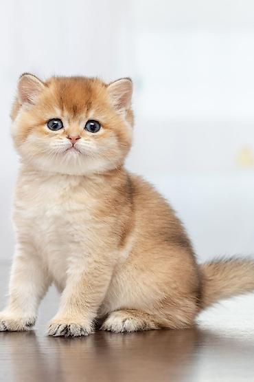 Pişiklər: Şotland, Erkək, Dişi, Yaxşı əllərə, Ünvandan götürmə, Pulsuz çatdırılma, Ödənişli çatdırılma — 44