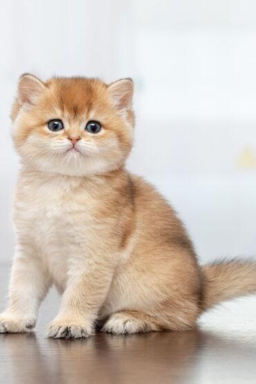 Pişiklər: Şotland, Erkək, Dişi, Cütləşmə üçün, Ünvandan götürmə, Pulsuz çatdırılma, Ödənişli çatdırılma — 13